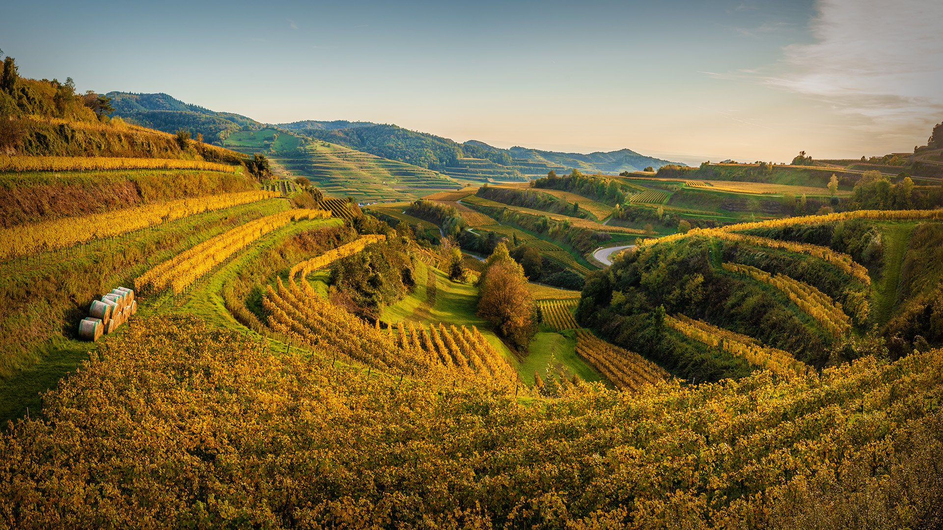 Kaiserstuhl Vineyards