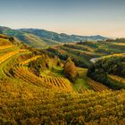 Kaiserstuhl Vineyards