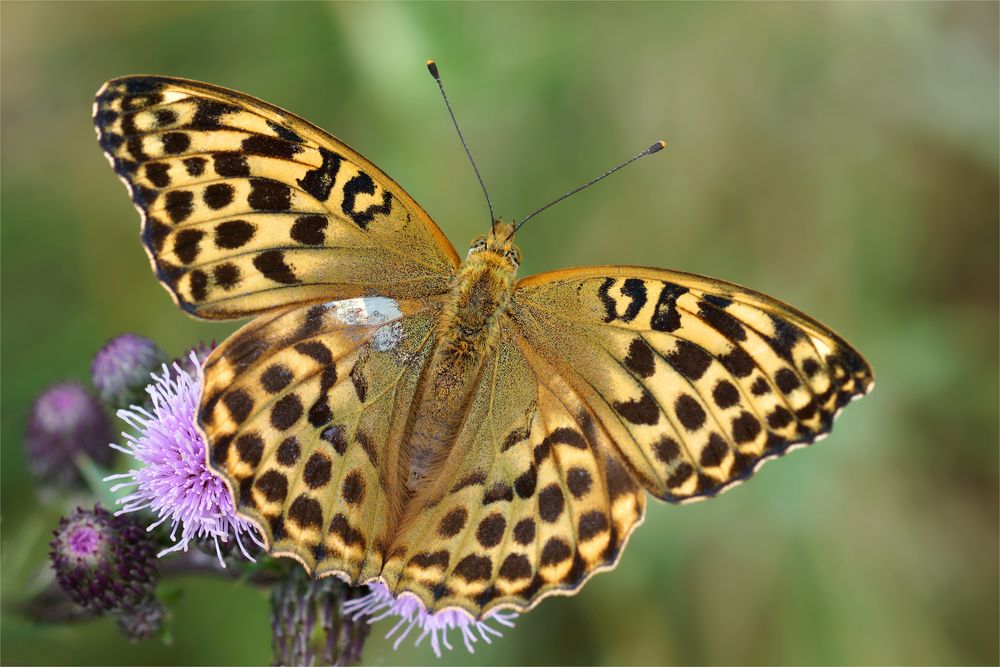 Kaiserzeit - Frau Kaisermantel an der Distel  ( Argynnis paphia )