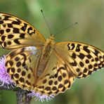 Kaiserzeit - Frau Kaisermantel an der Distel  ( Argynnis paphia )