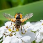 Kaisterstuhl-Fliege