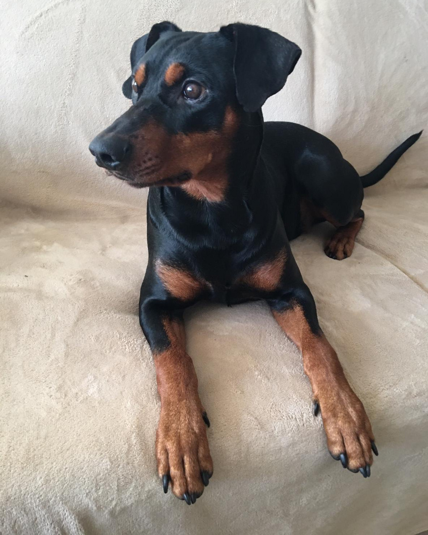 Kaito, Hund, Deutscher Pinscher, 