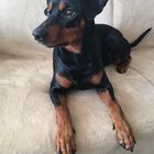 Kaito, Hund, Deutscher Pinscher, 