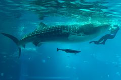 Kaiyukan Aquarium Osaka