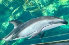 Kaiyukan Aquarium Osaka