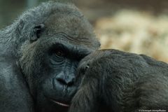 Kajolu mit Nafi (Westliche Flachlandgorillas)