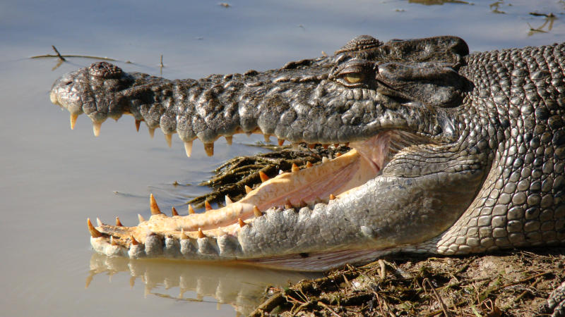 Kakadu