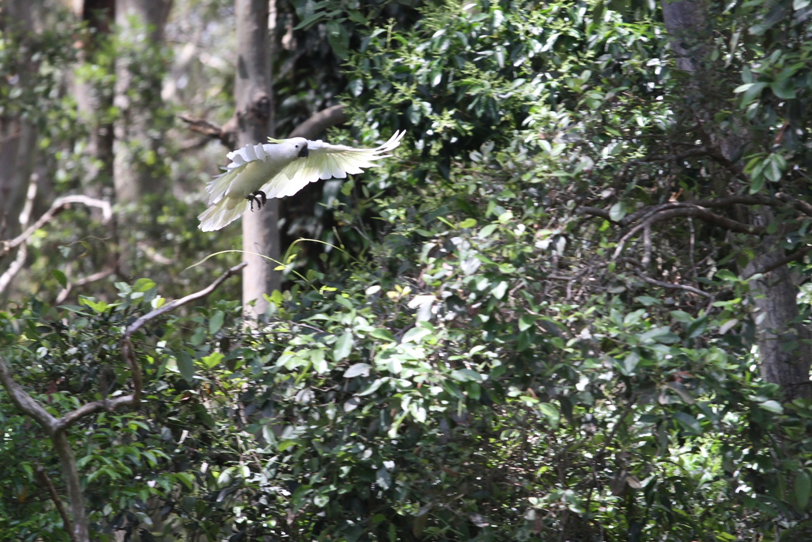 Kakadu