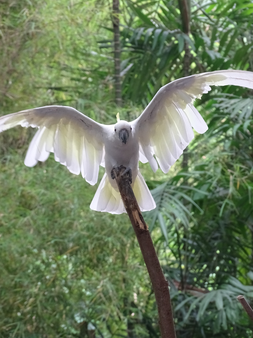 Kakadu