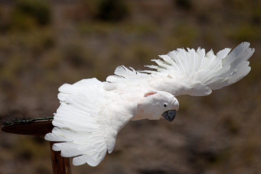 Kakadu