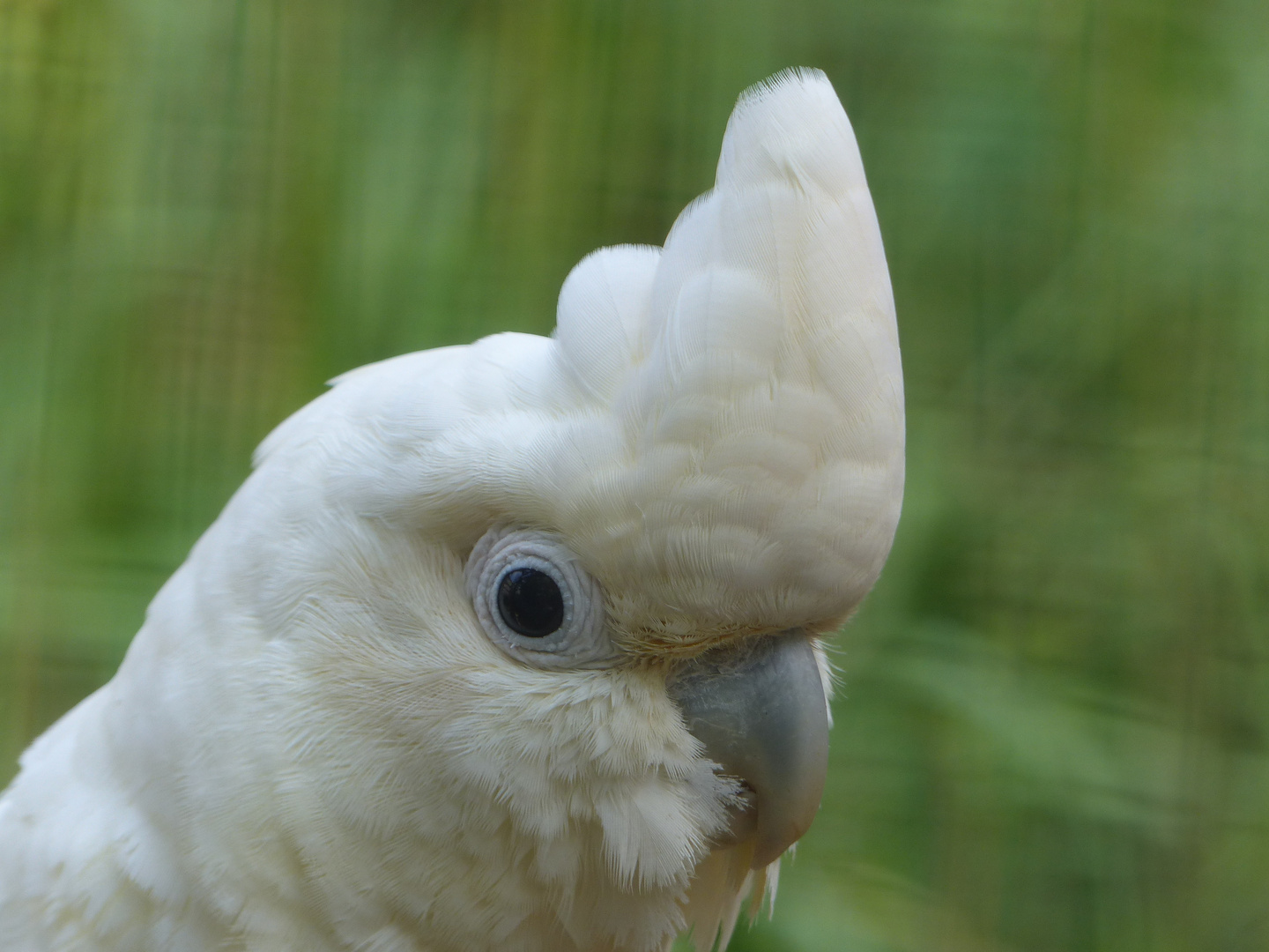 Kakadu Foto & Bild | tiere, zoo, wildpark & falknerei, vögel Bilder auf fotocommunity