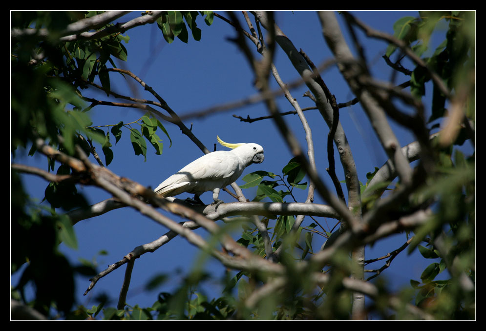 Kakadu