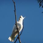 Kakadu