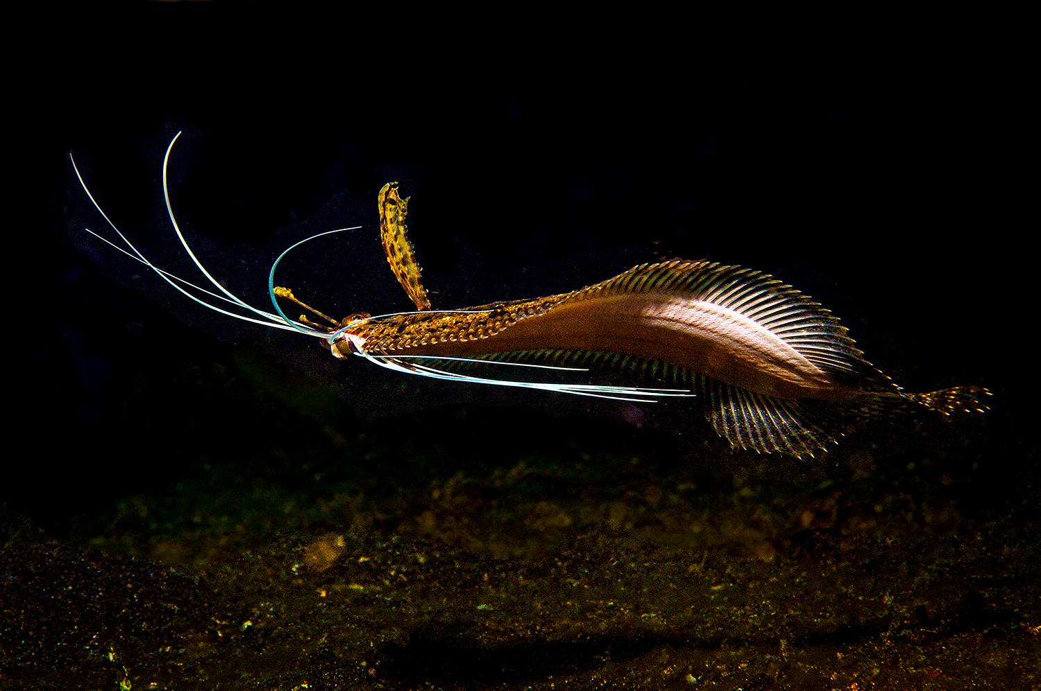 Kakadu-Flunder, Lembeh Strait, Nord-Sulawesi, Indonesien