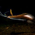 Kakadu-Flunder, Lembeh Strait, Nord-Sulawesi, Indonesien