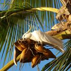Kakadu geniesst den frischen Kokosdrink