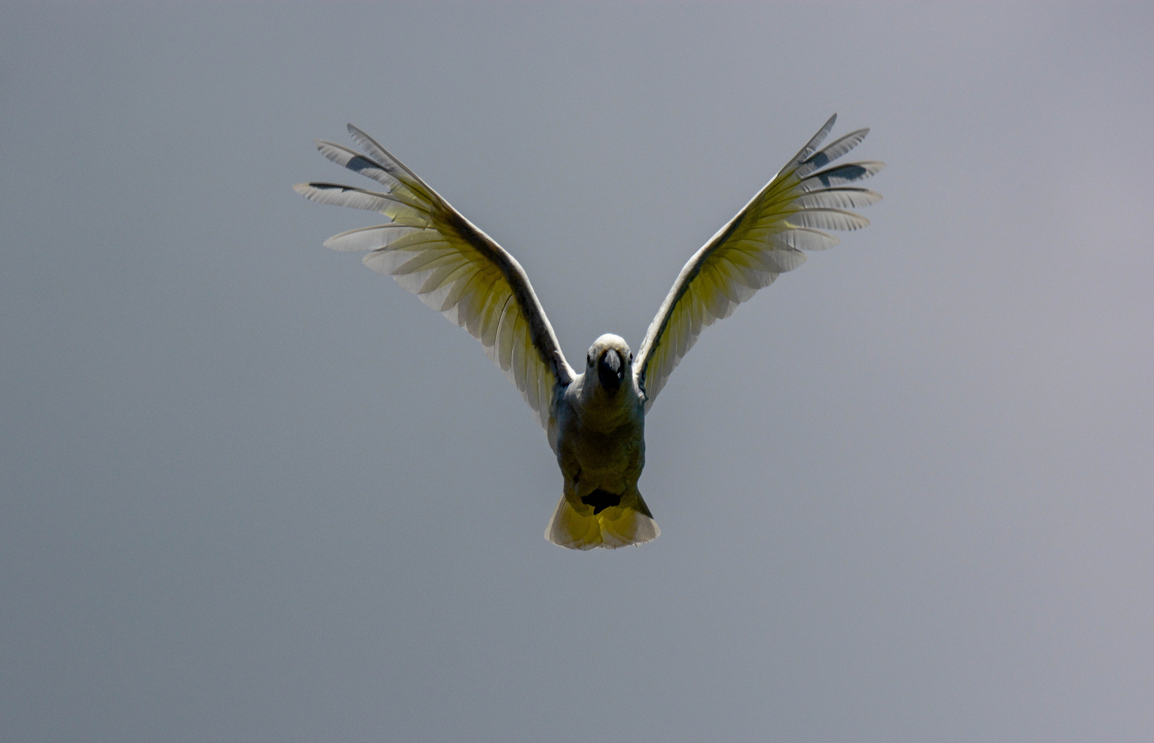 Kakadu im Flug in Walsrode.