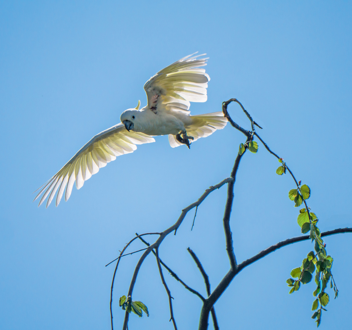 Kakadu im Freiflug