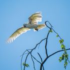 Kakadu im Freiflug