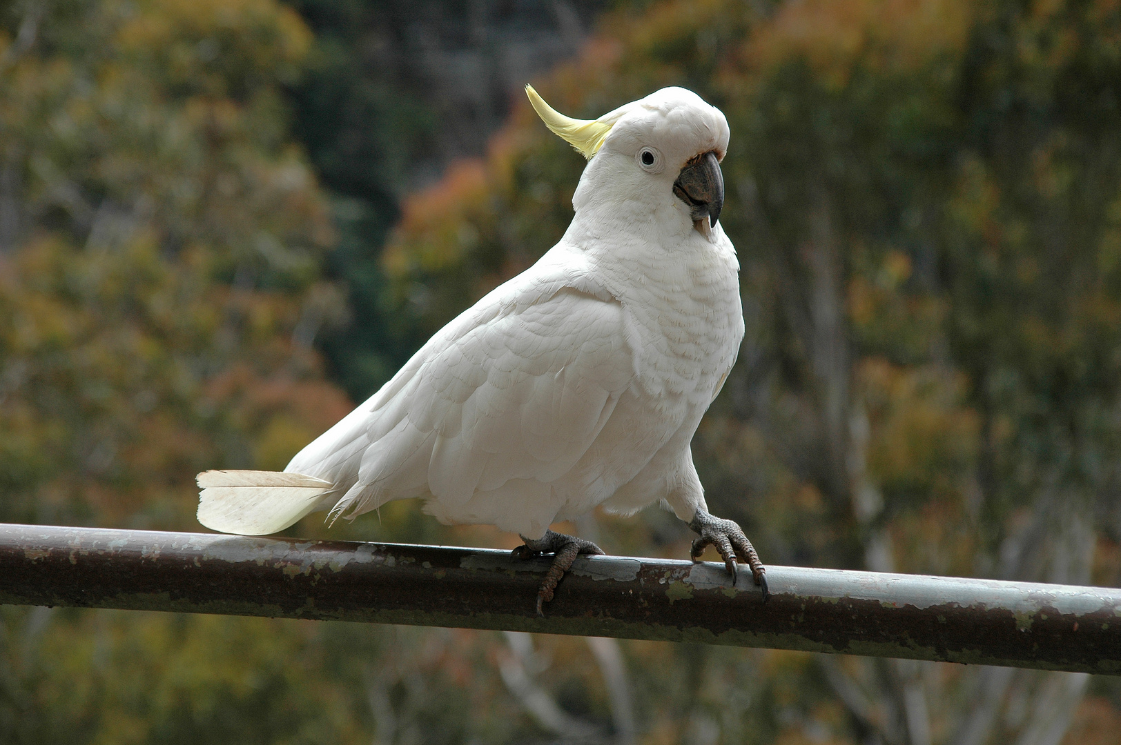 Kakadu in Katoomba