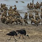 Kakadu-Nationalpark Australien