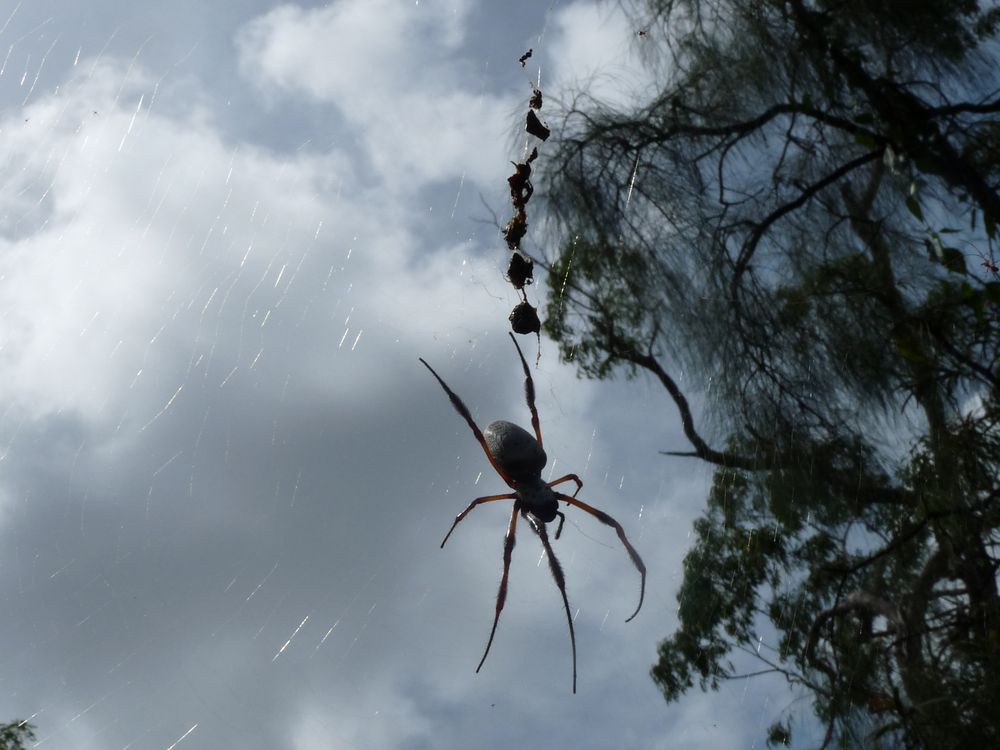 Kakadu N.P. , Australien