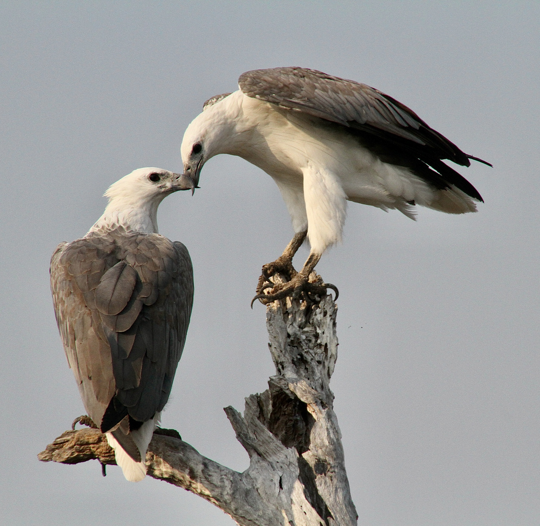 Kakadu N.P., Australien