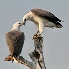 Kakadu N.P., Australien