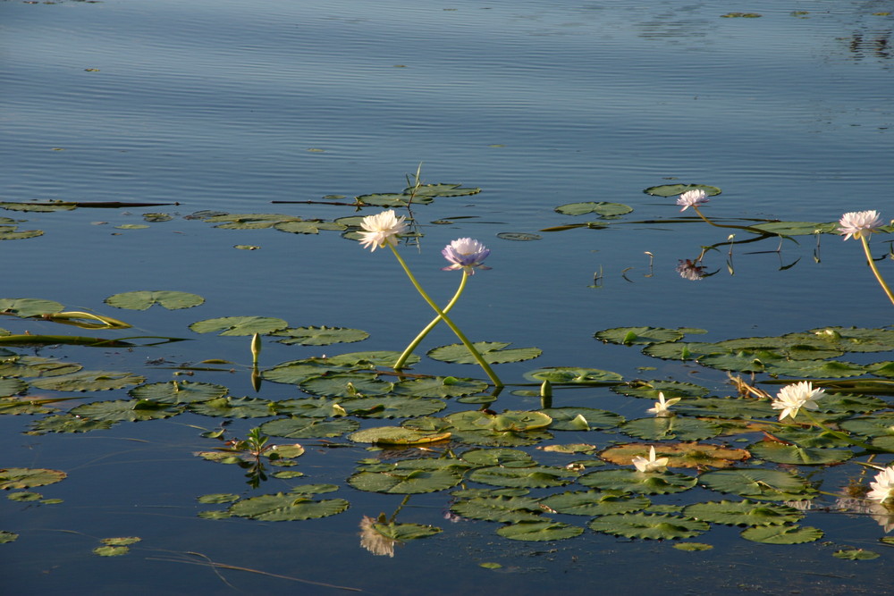 Kakadu NP, Yellow Waters: "Loving Flowers"