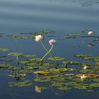 Kakadu NP, Yellow Waters: "Loving Flowers"