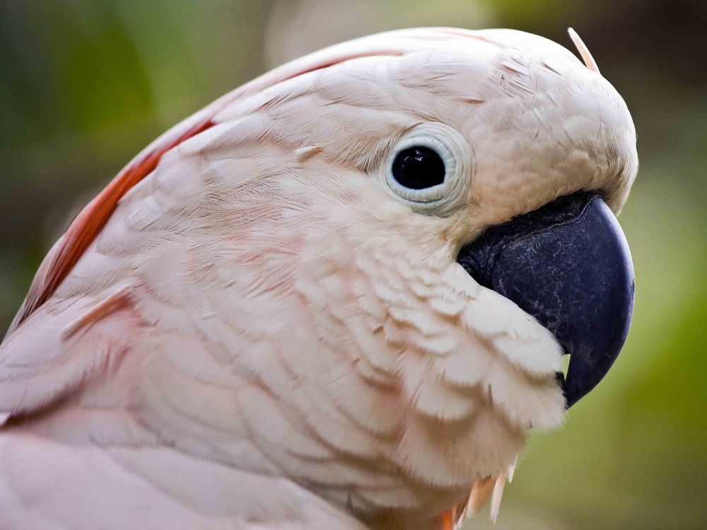 Kakadu-Portrait