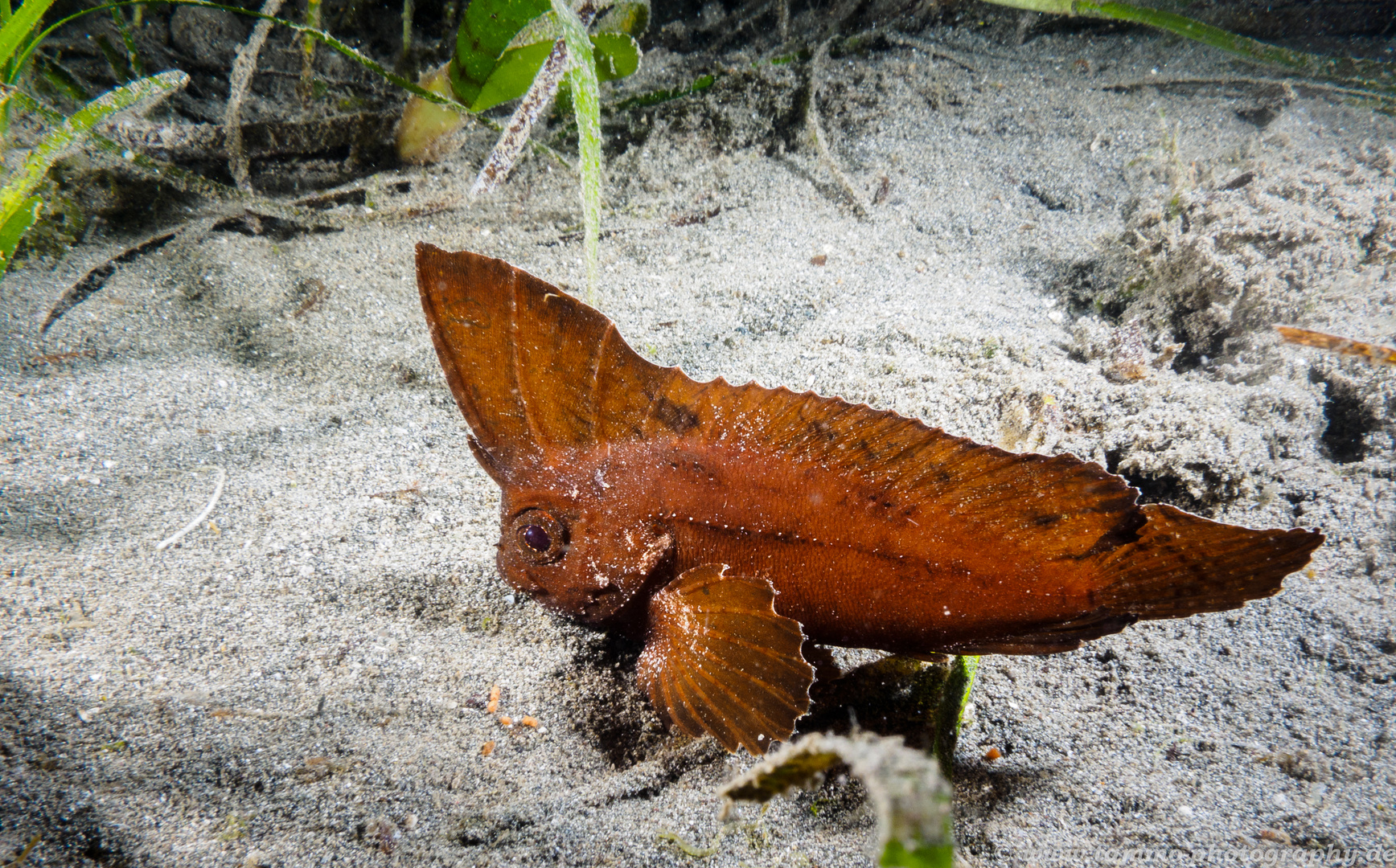 Kakadu-Schaukelfisch