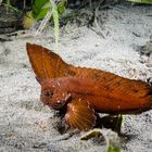 Kakadu-Schaukelfisch