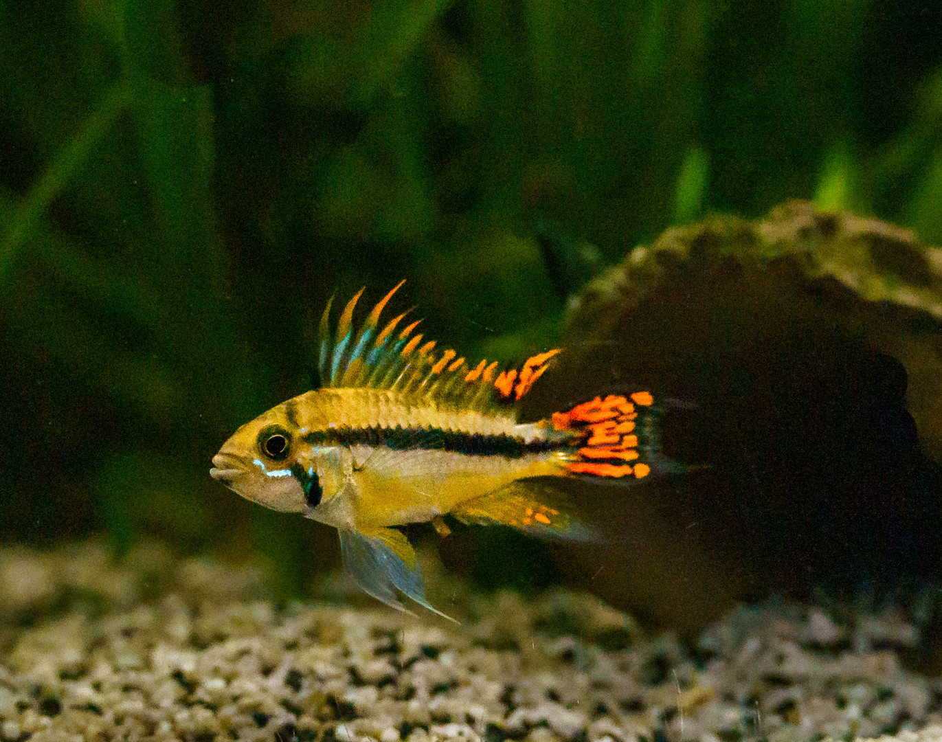 Kakadu Zwerg-Buntbarsch (Apistogramma cacatuoides)