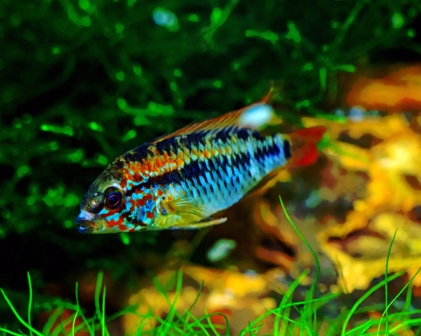 Kakadu-Zwergbuntbarsch (Apistogramma Cacatuoides)