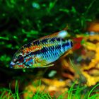 Kakadu-Zwergbuntbarsch (Apistogramma Cacatuoides)