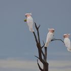 Kakadus im Australischen Outback