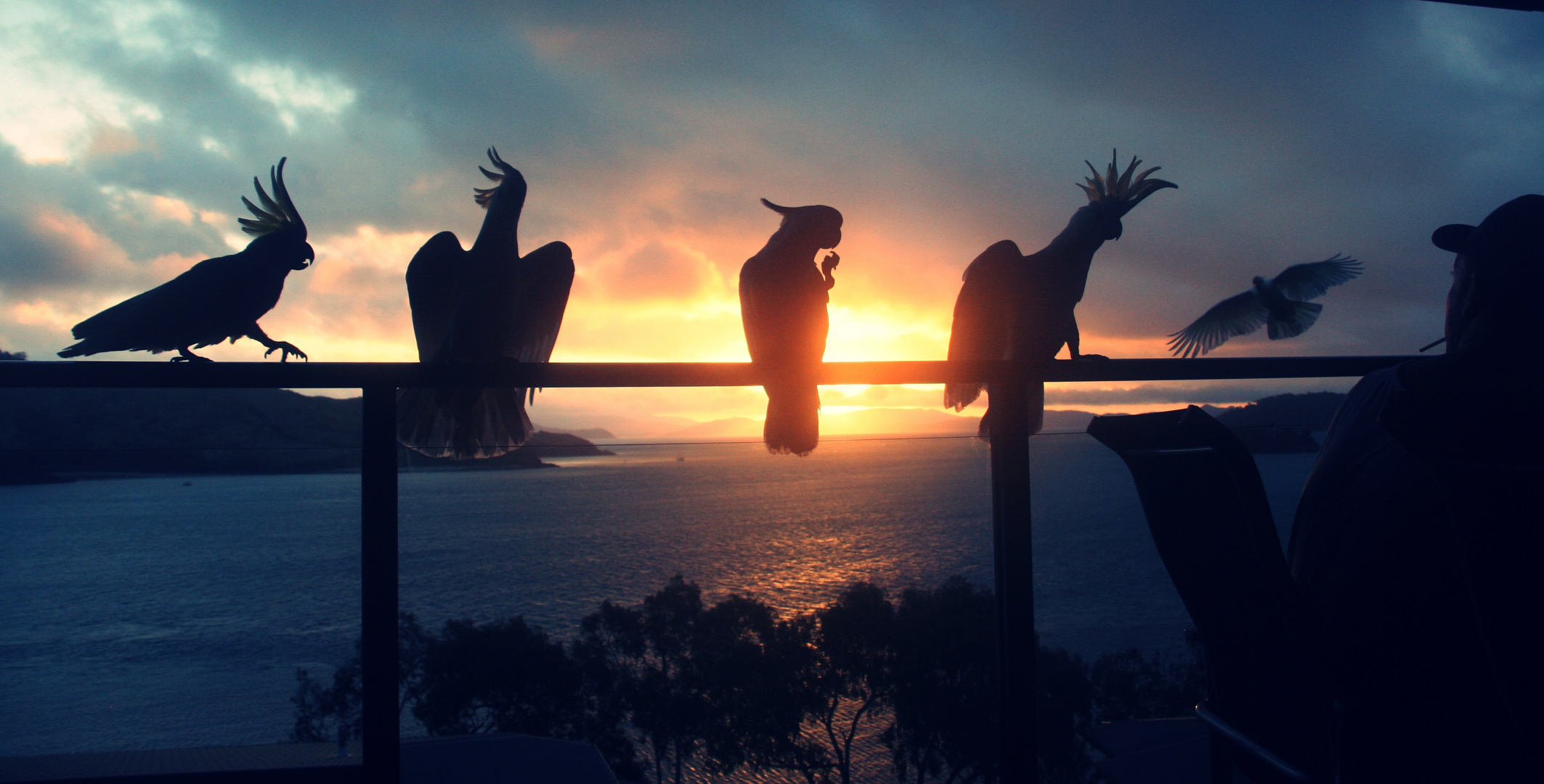 Kakadus im Sonnenuntergang