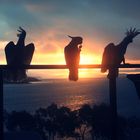 Kakadus im Sonnenuntergang