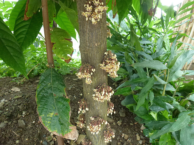 KakaoBlüten am Stamm eines KakaoBaumes Foto & Bild pflanzen, pilze