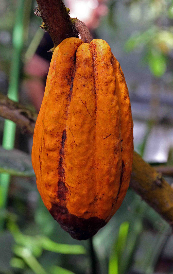 Kakaoblüte im Botanischen Garten in Ulm