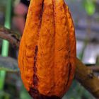 Kakaoblüte im Botanischen Garten in Ulm