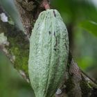 ...Kakaobohne im Tirimbina Natur Reservat...