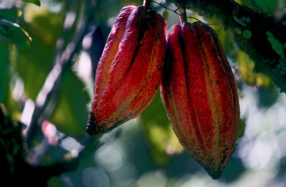 Kakaofrüchte