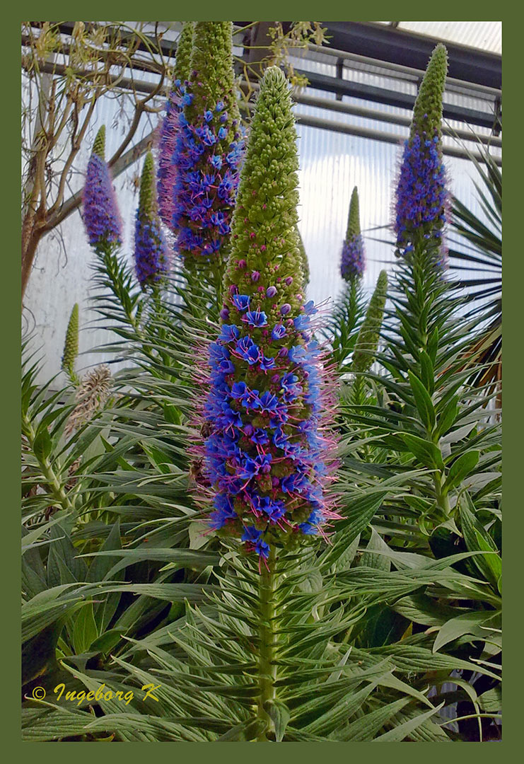 Kakettenblüten - Botanischer Garten Krefeld