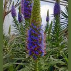 Kakettenblüten - Botanischer Garten Krefeld