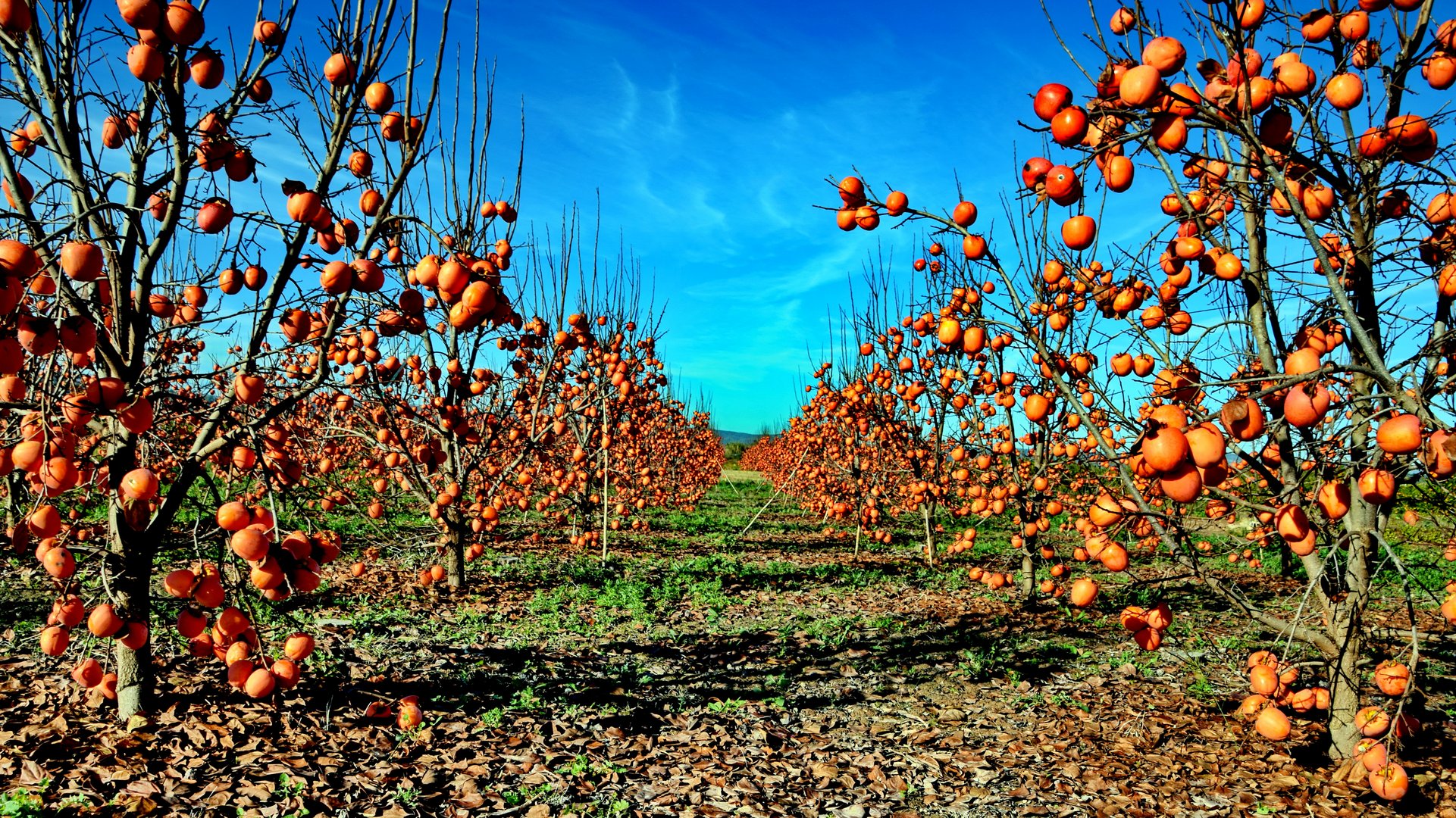 Kaki, eine Winterfrucht