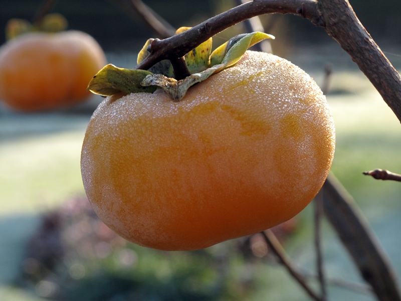 Kaki im Botanischen Garten