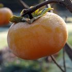 Kaki im Botanischen Garten