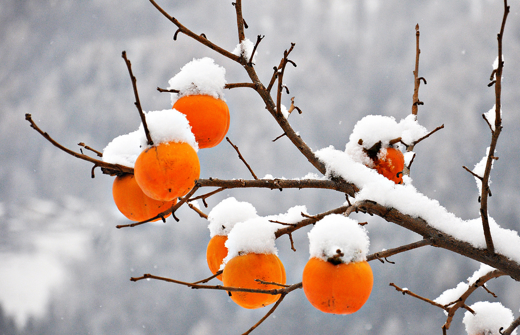 Kaki im Winterkleid